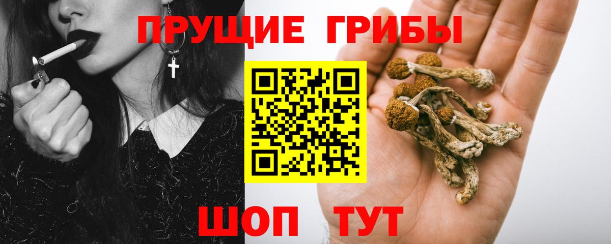Тулун  Галлюциногенные грибы прущие грибы  Вход с VPN  Псилоцибиновые грибы Psilocybine cubensis 